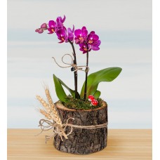 Doğal Ahşap Saksıda Mini Mor Orkide