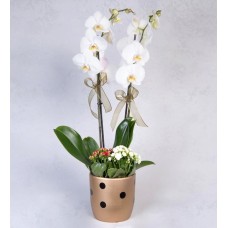Puantiyeli Vazoda Çiftli Beyaz Phalaenopsis ve Beyaz Kırmızı Kalanchoeler