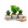 Buxus Bonsai ve Howartia