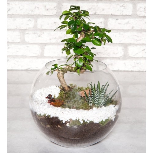 Cam Fanusta Bonsai Bahçe