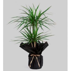 İkili Dracena Marginata