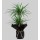 İkili Dracena Marginata