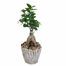 Taş Saksıda Ficus Bonsai